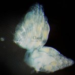 Arcane 17 [davis tape]-VF